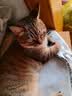 网易严选猫粮【推荐】全价猫粮 幼猫成猫主粮猫咪食品 一口9种肉 4.0升级款深海鱼虾口味 500g*1袋 实拍图