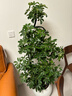 叹为观止大型植物发财树各种大颗盆栽开业乔迁客厅办公室内好养大型花卉 造型鸭脚木【1.5-1.7米】 含盆 实拍图
