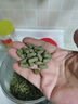 寸金（INCH-GOLD）龟龟粮200g 乌龟 巴西龟饲料 中小龟 半水龟粮 上浮型 实拍图