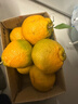 泰汇吃四川春见耙耙柑新鲜水果整箱孕妇橘子时令柑橘 净重8.5斤精选【80-85MM】 实拍图