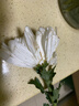 新鲜采摘大菊花优质黄白菊花广州站点直情人节礼物春节装饰鲜花 黄白混色大菊50公分10枝 实拍图