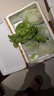 绿食者 新鲜球生菜500g 汉堡用西生菜西餐三明治沙拉蔬菜健康轻食食材 实拍图