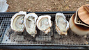 鲜京采 鲜活生蚝5XL 净重5斤 9-12只 鲜活到家 生鲜海鲜 源头直发 实拍图