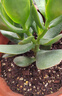 迩英阁大叶玉树老桩盆栽多肉植物燕子掌室内防辐射四季好养绿植净 玉树1年小苗一棵5-10CM不等 原土（不含盆）15-25CM不等 实拍图