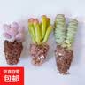 【招财进宝多肉】钱串吸财树桃蛋吹雪之松锦精选系列好养基地直发 桃蛋+钱串+熊童子 实拍图
