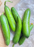 新鲜水果黄瓜现摘现发早餐减肥生吃无刺小黄瓜当季新鲜蔬菜即食 水果黄瓜 500g 带箱 活动款 实拍图