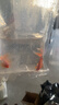 金鱼草金鱼观赏鱼冷水好养耐活小鱼苗锦鲤 5-7cm 红草金买1条送1条（加备损） 实拍图