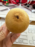佳沛（zespri）新西兰 阳光金奇异果12粒礼盒特大果单果约122-146g 猕猴桃 水果 实拍图