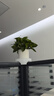 双盟绿萝盆栽除甲醛花卉绿植办公室新房净化空气110竖纹盆8盆源头直发 实拍图