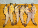时寐东山岛海捕小青龙虾新鲜活冻大号青龙虾春节礼盒顺丰空运除夕食材  250-300克/只 实拍图