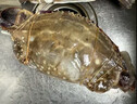 梭子蟹鲜活特大野生舟山大螃蟹海鲜新鲜冷冻海蟹水产飞蟹白蟹顺丰 7-9两/只 【净重5斤特大梭子蟹】 实拍图