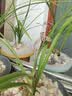 花大师兰灵王兰花专用营养液肥料蝴蝶兰君子兰多箭素兰陵王杀菌药 兰灵王1000ml 大瓶 兰场养护80%选择 实拍图