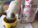 皇家幼猫猫粮 幼猫奶糕 K36 通用粮 4-12月 2KG 实拍图