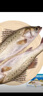 仙泉湖冷冻白蕉海鲈鱼2斤 肉厚刺少生鲜水产食材1斤*2条 生鲜食材 实拍图
