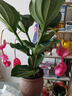 寄春荷兰进口宝莲灯花盆栽带花苞办公室内圆叶高档名贵花卉绿植物四季 2盆圆叶宝莲灯(原盆)带2个花苞 带盆栽好 晒单实拍图