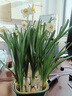 漳州水仙花种球盆栽水养大球带花苞水培绿植物种子室内外四季好养 【特大】漳州水仙8球/周长18-20+矮壮素营养液 晒单实拍图