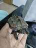 萌龟饲家中华黑腹金线 情侣一对草龟小乌龟活体水陆观赏中华草龟墨龟活物 8-10厘米推荐 2只情侣龟 实拍图
