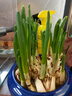 正宗漳州水仙花种球阳台盆栽土培水养水仙大球室内外冬季耐寒花卉 水仙种球【1个】+营养液 实拍图