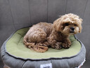 嬉皮狗（hipidog）狗窝四季通用夏天狗床狗垫子可拆洗睡垫中小型犬宠物沙发猫窝用品 蒂安绿#【高档狗窝】耐抓耐磨 L【长65cm宽50cm】（15斤内） 实拍图