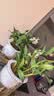 劉閣蘭花紫云石斛兰花盆栽室内桌面花卉 2盆10苗当年开花配懒人盆源头直发 实拍图