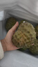 沐小七果蔬 凤梨牛奶释迦果【顺丰-多地次日达】泰国大目番荔枝新鲜水果礼盒 5斤装【80%选择-超值推荐】净4斤 30年老树 超大果王【单果约350-500g+】 实拍图