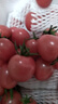京地达山东圣女果小番茄 净重4.5斤 单果8g+ 水果小番茄源头直发包邮 实拍图