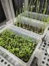 德沃多植物营养土通用15L园艺养花土种菜有机土壤盆栽种植土多肉 实拍图