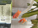 金鱼草金鱼观赏鱼冷水好养耐活小鱼苗锦鲤 5-7cm 红草金买1条送1条（加备损） 实拍图