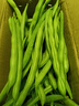 农家四季豆新鲜现摘云南长扁豆角农家应当季蔬菜芸豆现摘菜豆 新鲜四季豆2斤带箱 实拍图