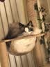 皇家猫粮10kg英短猫粮成猫粮布偶美短波斯虎斑蓝猫国产全价猫粮通用粮 RA32布偶猫成猫猫粮10kg 实拍图