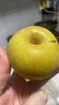 樱慕晴【JD地标认证】正宗辽宁鞍山南果梨东北特产南国梨香水梨新鲜水果 【普装特大果黄梨】约20枚 4.5斤 实拍图
