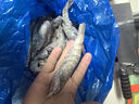 PHUKEY SEA大号厄瓜多尔冻南美白对虾 只只分离 海鲜水产 3斤 (45-60只) 实拍图