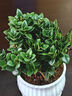 叹为观止18种吊兰任你选金边吊兰各种盆栽花卉客厅垂吊桌面植物净化空气 金鱼吊兰 含盆 实拍图