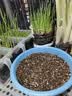 德沃多植物营养土通用15L园艺养花土种菜有机土壤盆栽种植土多肉 实拍图