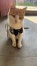 加仕高宠物猫绳胸背带遛猫绳防挣脱猫链子猫咪牵引绳可调节带铃铛S号 实拍图