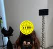 MSBEAST野兽小姐 时髦叠穿 进口蓝狐背毛立领竖排皮草马甲短丨济州雪境 乌木蜜棕 L 实拍图