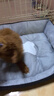 licheers猫狗窝小型犬宠物猫咪睡垫秋冬季舒适保暖泰迪中大型犬狗垫子 S号 实拍图