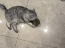 欢宠网猫薄荷球猫玩具猫咪磨牙自嗨解闷神器耐咬逗猫棒猫猫小猫幼猫宠物 实拍图