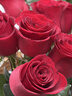 红色单头玫瑰10枝 实拍图