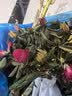 泰西丝杜鹃花盆栽四季常青室内外绿植阳台耐寒好养花卉盆景植物源头直发 实拍图
