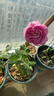 月季花苗四季开花大花浓香型灌木月季苗庭院阳台盆栽地栽玫瑰花苗 玛姬婶婶【小花浓香，多季节开花】 扦插小苗15-25cm高 1棵 实拍图
