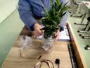 花翁栀子花盆栽四季开花卉大全树苗室内绿植好养易活金钻源头直发 实拍图