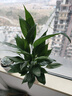 【热销款】白掌一帆风顺盆栽水培植物室内花绿植红掌发财树吸甲醛 【店主推荐】特级白掌6-8株带花+早安盆+营养液 实拍图