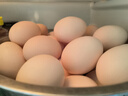 温氏供港L级大码鲜鸡蛋30枚/3.6斤 谷物喂养 无抗生素 生鲜早餐食材 实拍图