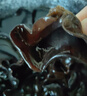富昌 东北无根黑木耳228g 肉厚无根木耳煲汤炒菜凉拌火锅材料特产干货 实拍图