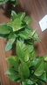 双盟绿萝盆栽除甲醛花卉绿植办公室新房净化空气 120款10盆源头直发 实拍图