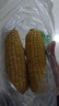 京鲜生 东北白糯玉米230g*8棒 新鲜甜糯玉米棒真空包装粘玉米 源头直发 实拍图