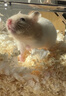 家养金丝熊小仓鼠精选虎纹眼圈奶牛熊米熊仓鼠活体宠物巨型苍鼠 金丝熊 公 实拍图