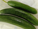 京鲜生 山东水果黄瓜 净重3斤 单果70g+ 青瓜荷兰瓜 源头直发 实拍图