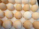 京鲜生【每日鲜蛋】无抗谷物鸡蛋30枚 3.18斤 当日产蛋 当日发货 实拍图
